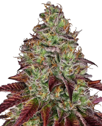 0000023_tezla-og-feminized-seeds_800