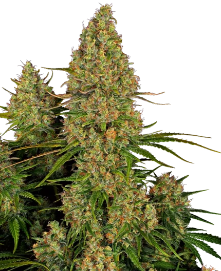 0000029_sticky-orange-xxl-automatic-seeds_800