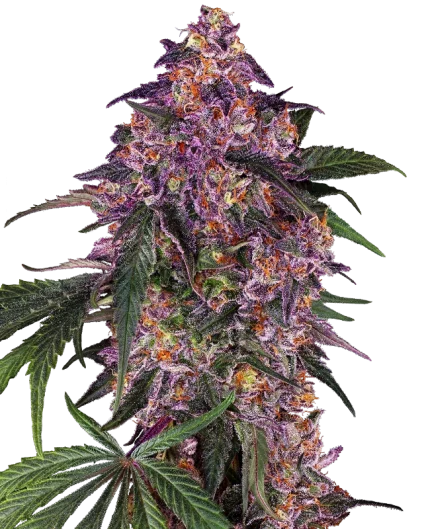 0000036_sensi-purple-kush-feminized-seeds_800