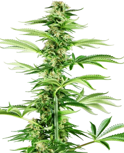 0000074_honey-melon-haze-feminized-seeds_800