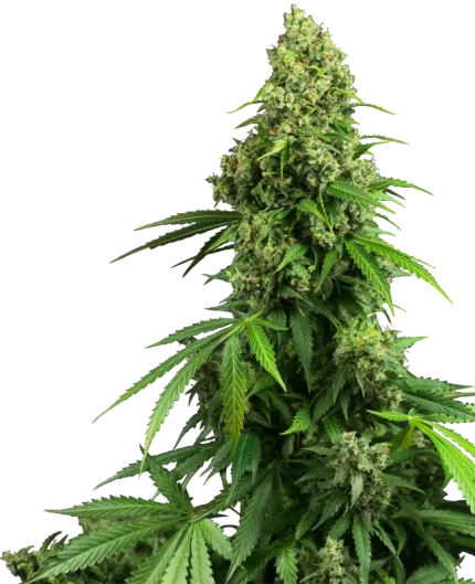 0000098_honey-melon-kush-automatic-seeds_800