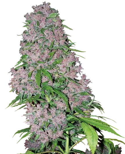 0000125_purple-bud-feminized-seeds-by-white-label_800