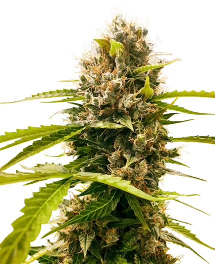 0000159_mandarin-punch-feminized-seeds_800