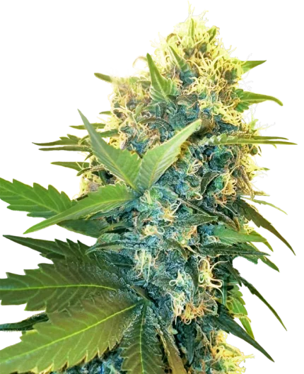 0000170_double-kush-cake-feminized-seeds_800