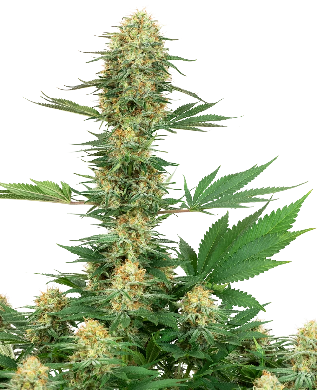 0000184_gelato-420-feminized-seeds-by-white-label_800
