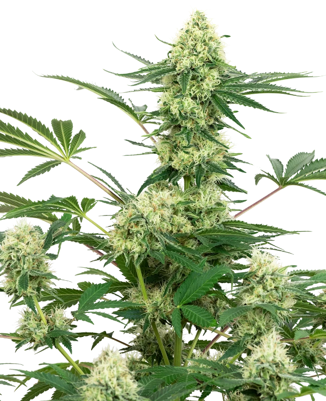 0000193_wedding-cheesecake-feminized-seeds-by-white-label_800