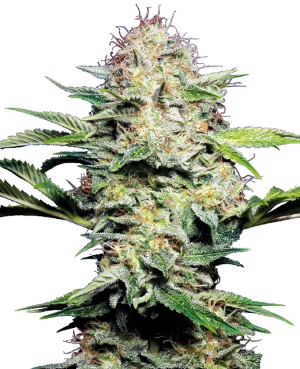 0000226_sensi-skunk-automatic-seeds_800