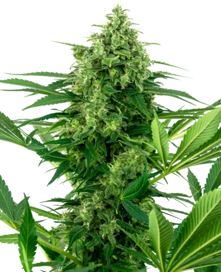 0000233_banana-frosting-feminized-seeds_800