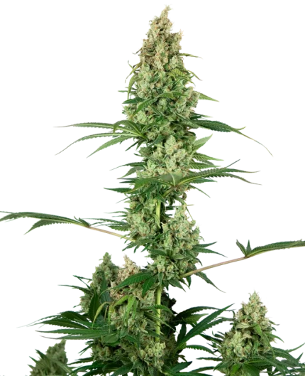 0000252_silver-fire-feminized-seeds_800