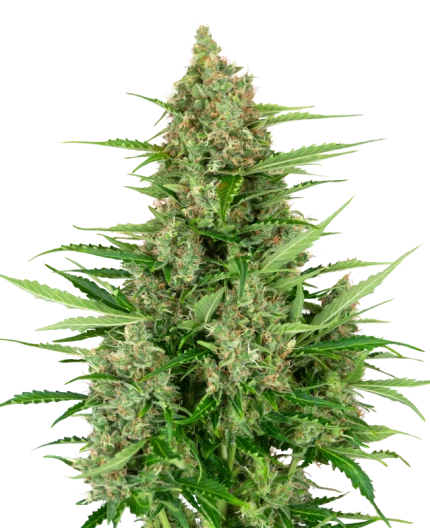 0000259_double-kush-cake-automatic-seeds_800