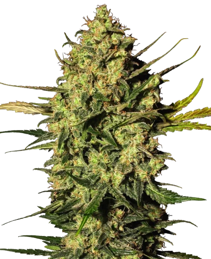 0000267_master-kush-automatic-seeds-by-white-label_800