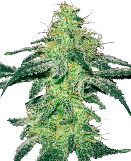 0000275_white-skunk-regular-seeds-by-white-label_800
