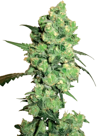 0000285_super-skunk-feminized-seeds-by-white-label_800