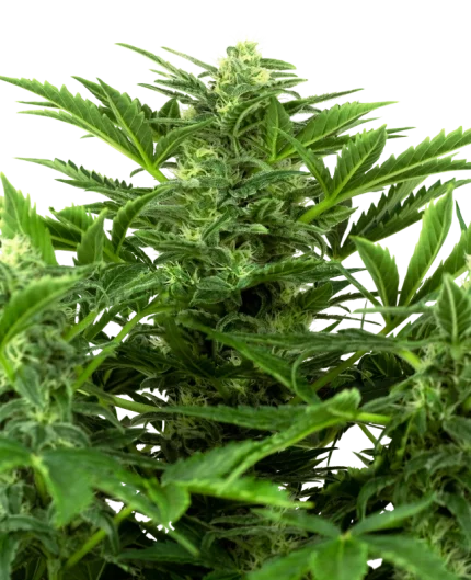 0000317_mandarin-punch-automatic-seeds_800