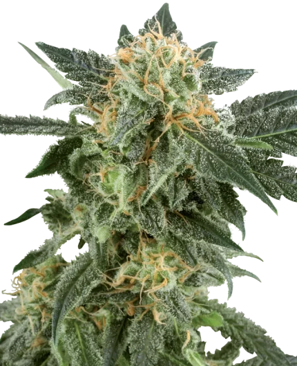 0000324_snow-ryder-automatic-seeds-by-white-label_800
