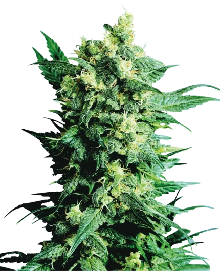 0000339_shiva-shanti-ii-regular-seeds_800