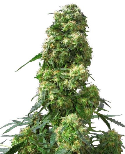 0000346_early-skunk-feminized-seeds_800