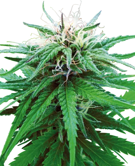 0000393_ruderalis-indica-regular-seeds_800