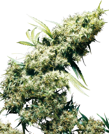 0000545_jamaican-pearl-feminized-seeds_800