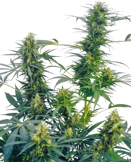 0000557_guerrillas-gusto-regular-seeds_800