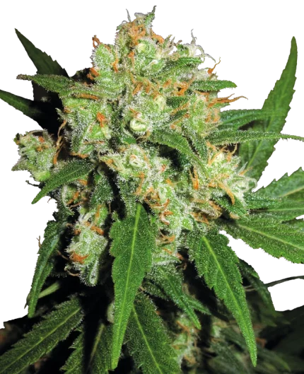0000572_sensi-skunk-regular-seeds_800
