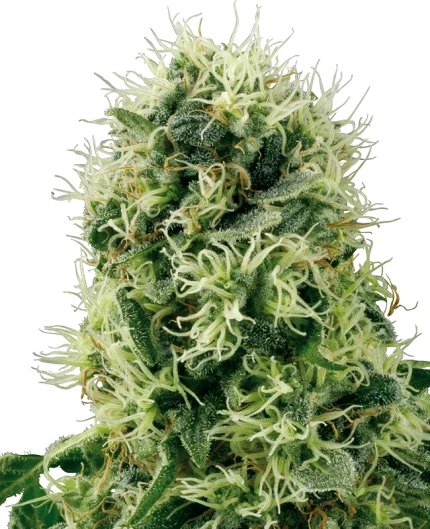0000596_pure-power-plant-feminized-seeds-by-white-label_800