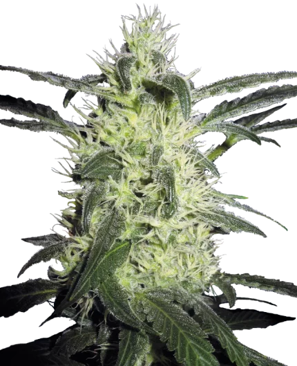 0000614_silver-haze-feminized-seeds_800