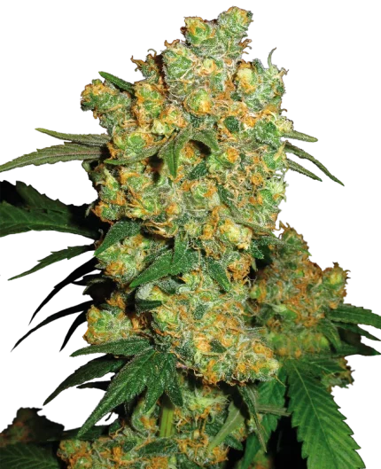 0000623_big-bud-feminized-seeds_800