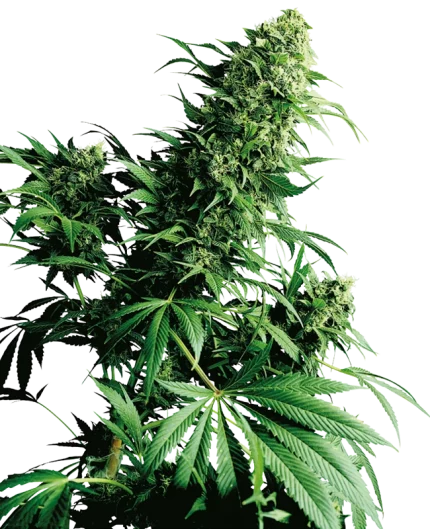 0000638_shiva-shanti-regular-seeds_800