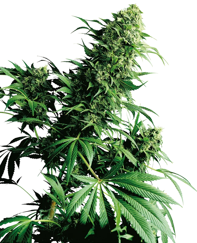 0000638_shiva-shanti-regular-seeds_800
