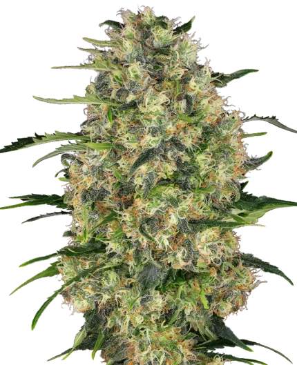 0000654_black-domina-feminized-seeds_800