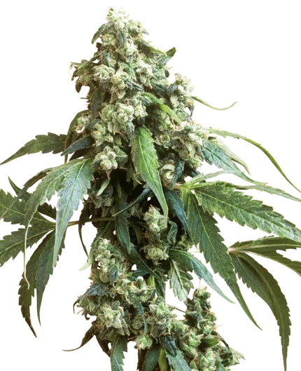 0000667_jack-flash-5-feminized-seeds_800