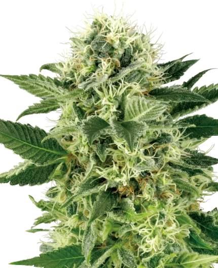 0000673_northern-lights-feminized-seeds-by-white-label_800