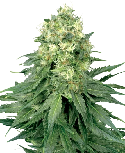 0000689_white-widow-regular-seeds-by-white-label_800