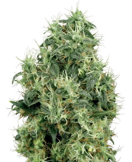 0000694_white-gold-feminized-seeds-by-white-label_800