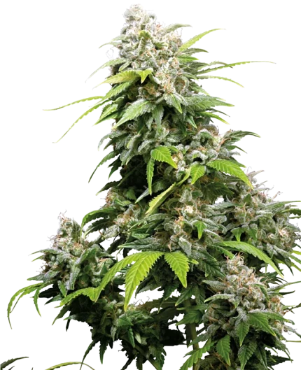 0000709_california-indica-regular-seeds_800