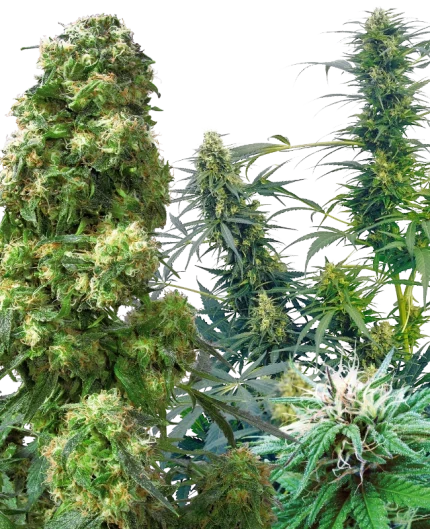 0000715_outdoor-mix-regular-seeds_800