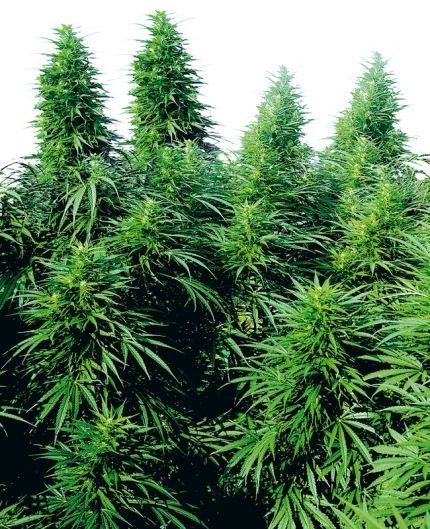 0000721_ruderalis-skunk-regular-seeds_800