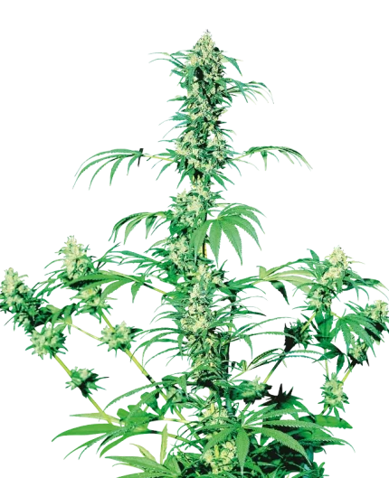 0000776_early-girl-regular-seeds_800
