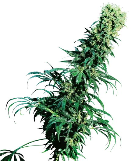0000782_early-pearl-regular-seeds_800