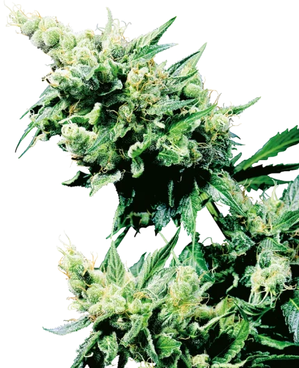 0000873_hash-plant-regular-seeds_800