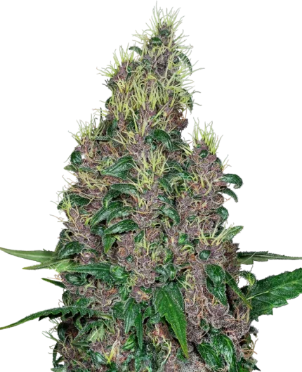 0000971_mandarine-jam-feminized-seeds_800