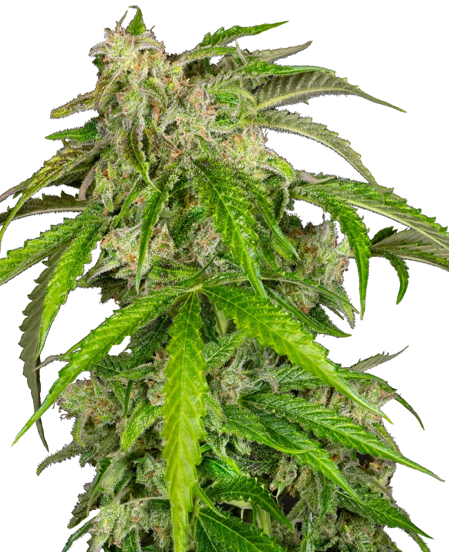 0001108_glamour-automatic-seeds_800