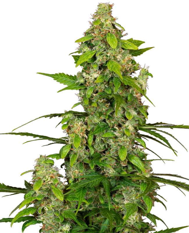 0001109_gorillaz-automatic-seeds_800
