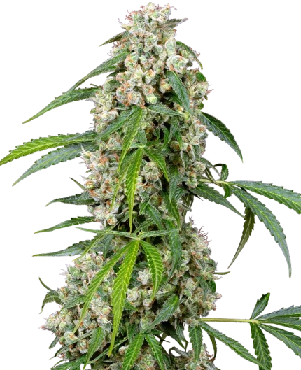 0001110_pineapple-automatic-seeds_800