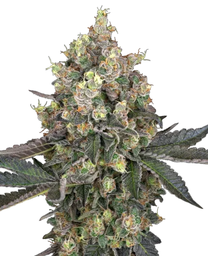 0001164_sweet-berry-breeze-feminized-seeds-by-white-label_800