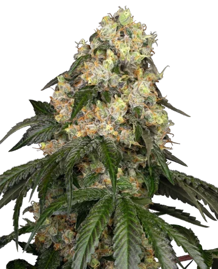 0001165_white-biscotti-og-xxl-feminized-seeds-by-white-label_800