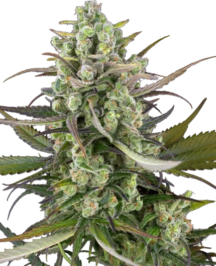 0001175_headband-kiwi-automatic-seeds_800