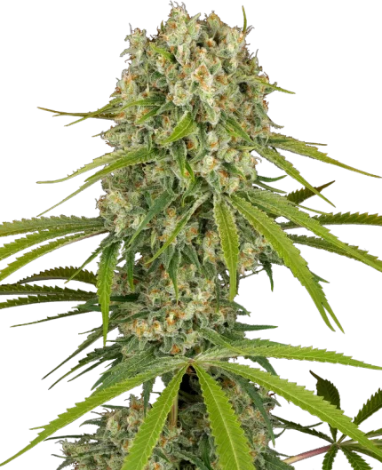 0001181_la-sugar-feminized-seeds_800