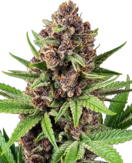 0001192_strawz-automatic-seeds_800